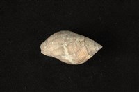 藏品(橄欖螺)的圖片